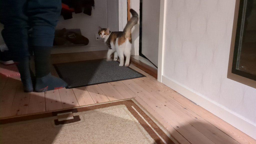 A new friend in Jukkasjärvi