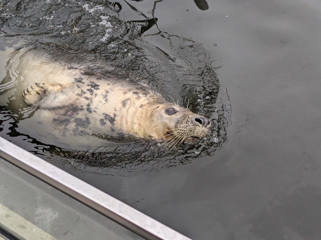 Grey seal at the Hel Fokarium