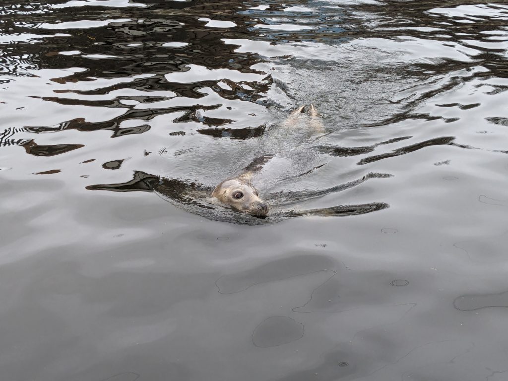 Grey seal at the Hel Fokarium