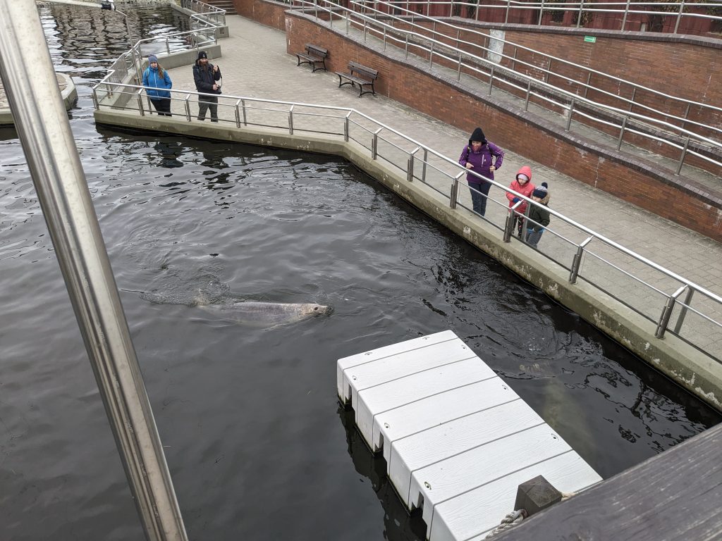 Grey seal at the Hel Fokarium