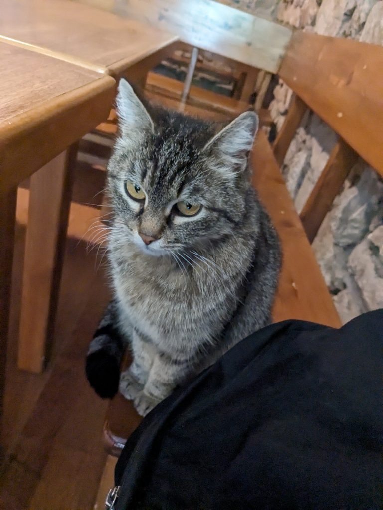 Велико Търново hostel's cat