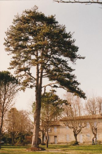 France 1993 - Avignon