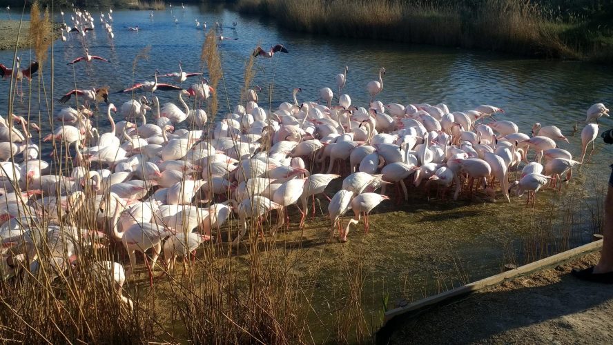 France 2019 - Camargue