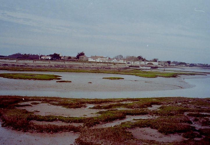 France 1999 - Ré island. Spot the shark